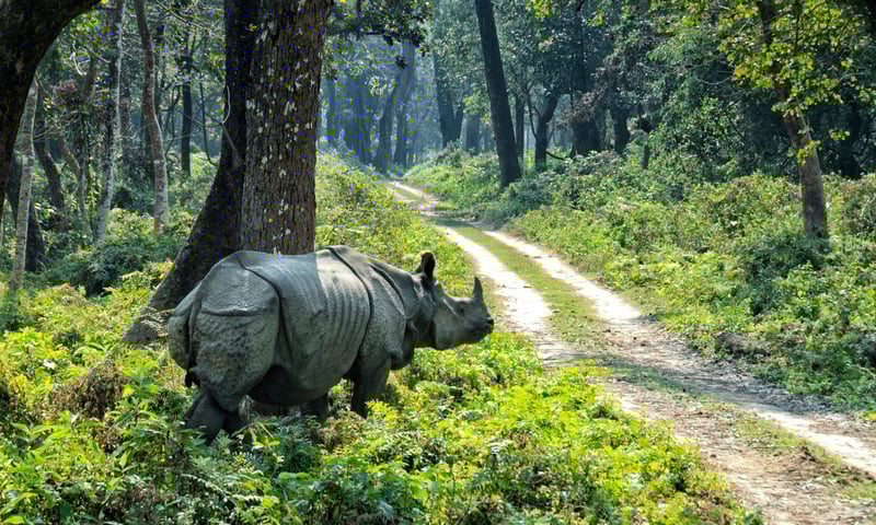 One-horned rhinos live in Chitwan National Park, Nepal.