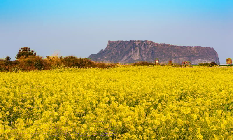 Look out for canola flowers on Jeju Island, South Korea.