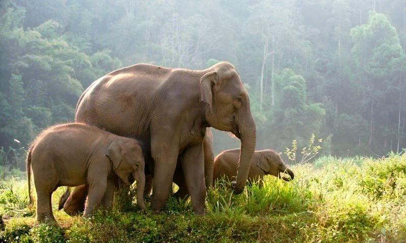 Optional tour to Elephant Nature Park in Chiang Mai, Thailand (charges apply).