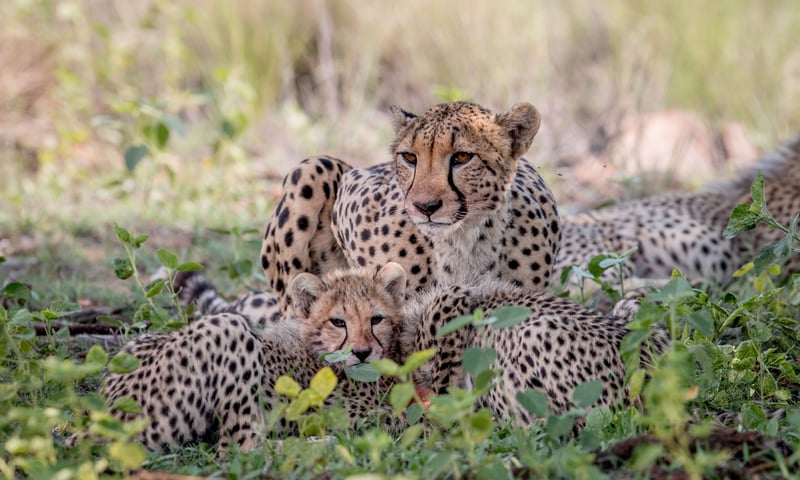 A cheetah family in Chobe national Park, Botswana.