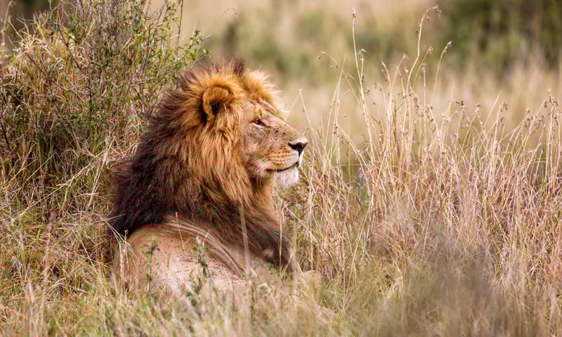 Experience game drives in the famous Chobe National Park, Botswana.