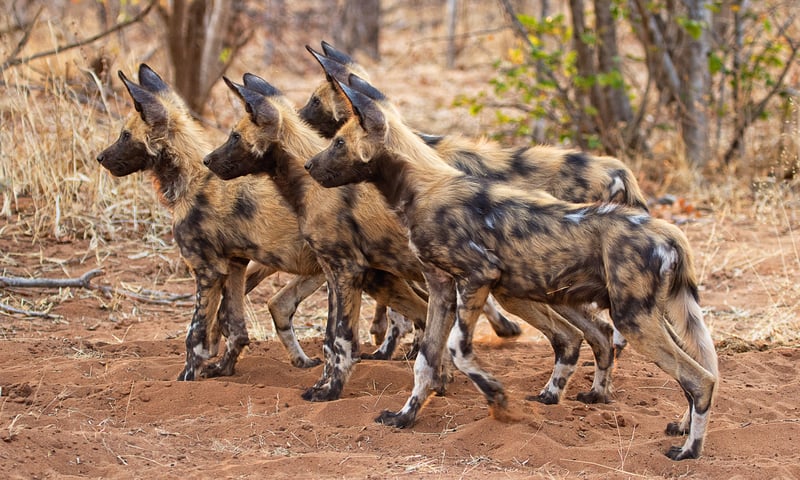Track down painted dogs in Chobe National Park, Botswana.