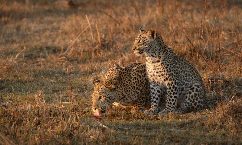 Look for leopards on an optional activity in Chobe National Park, charges apply, Itinerary 2.
