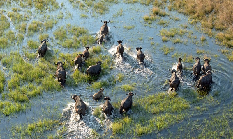 Keep a watchful eye for buffalo herds in Okavango Delta, Botswana.