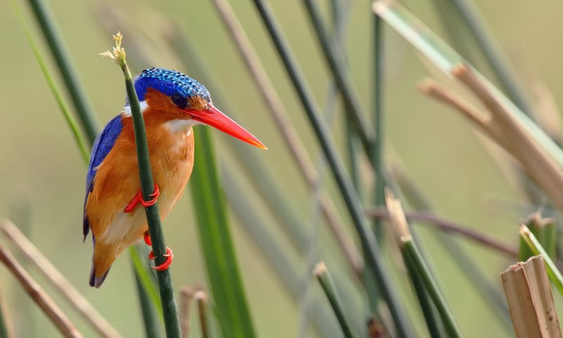 Be on the lookout for Malachite kingfishers around Okavango Delta, Botswana.