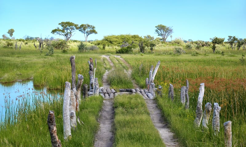 Moremi Game Reserve in Botswana stands out as one of Africa's most beautiful reserves.