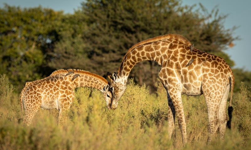 Giraffes thrive in the Moremi Game Reserve.
