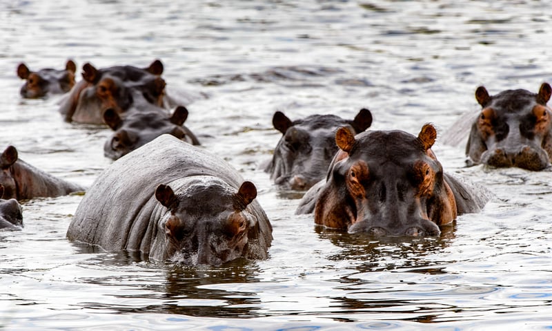 Hippos are active residents of the Moremi Game Reserve in Botswana's Okavango Delta.