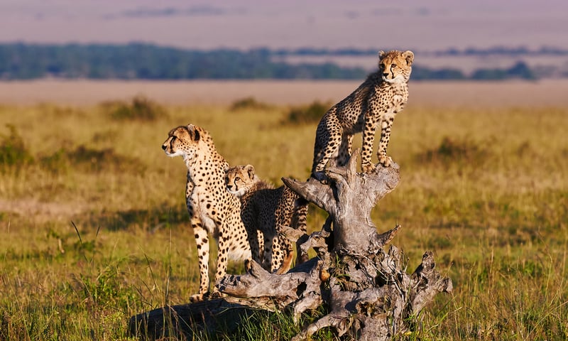 Search for cheetah in the Masai Mara.