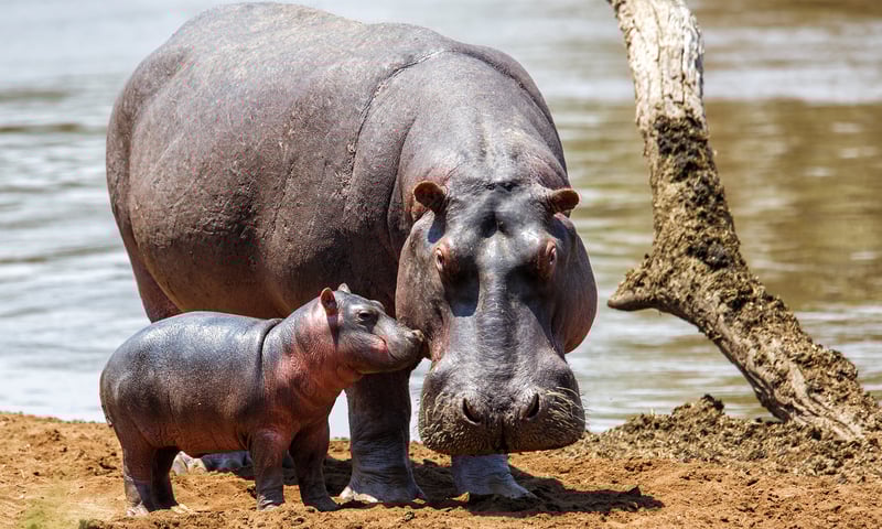 Hippopotamus favour still water and mud baths.
