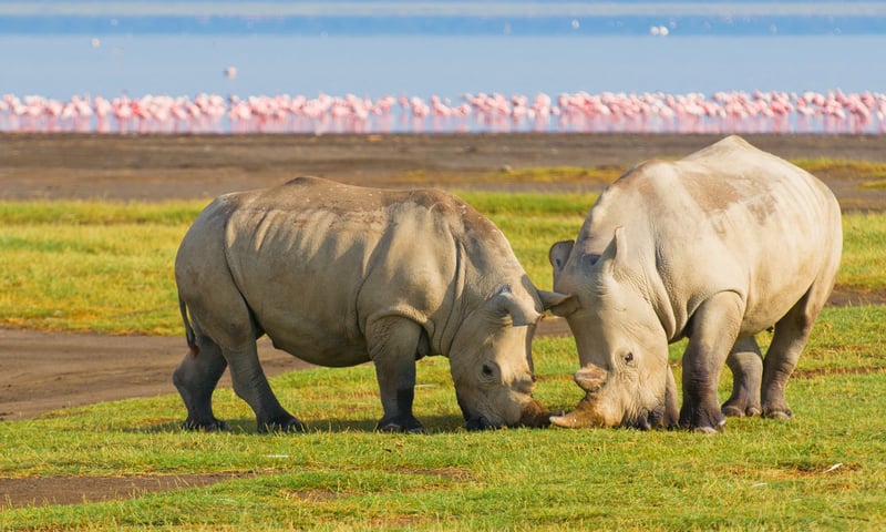 Search for rhino within Lake Nakuru National Park, Kenya.
