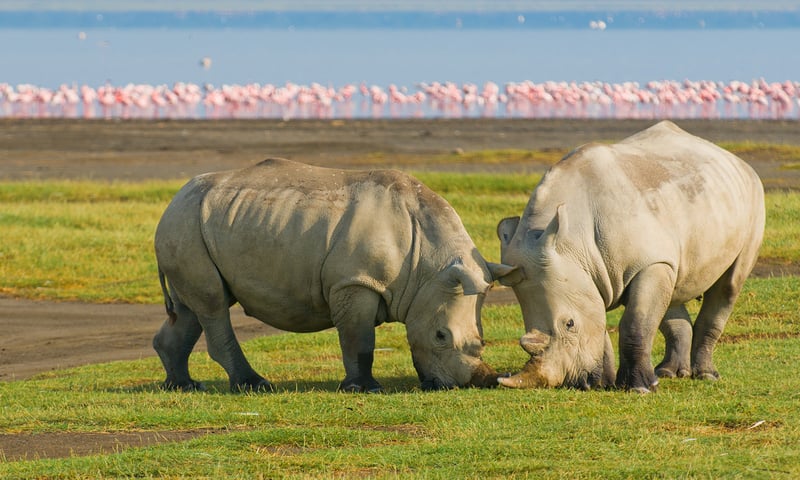 You may be lucky enough to spot a rhino pair on safari in Lake Nakuru National Park.