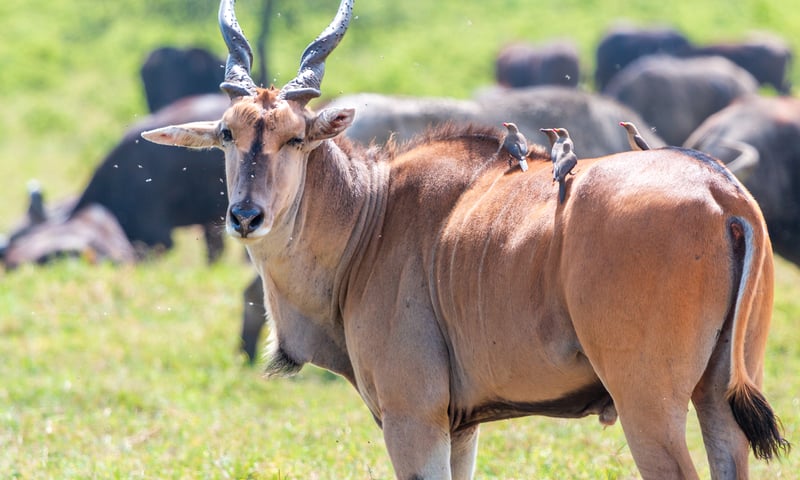 Observe elands and their red ox pecker companions.