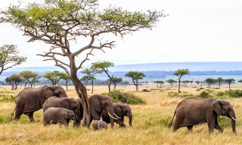 The Masai Mara is home to herds of elephant, antelope, zebra, giraffe and more.