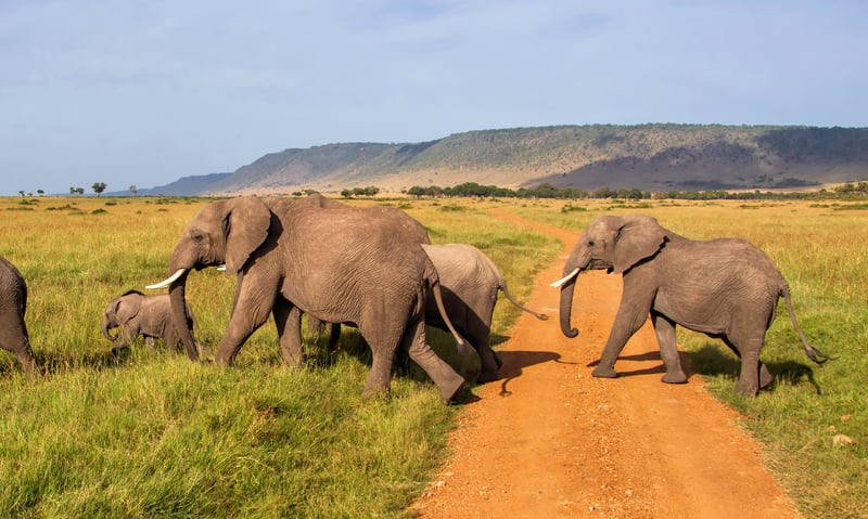 Seek herds of elephants in Masai Mara, Kenya.