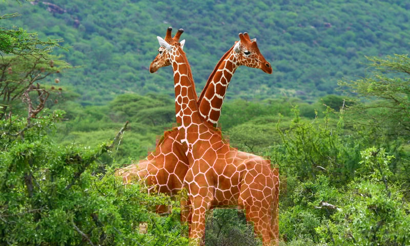 Look for iconic giraffes in Masai Mara, Kenya.