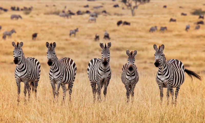 Watch for zebras in Masai Mara, Kenya.