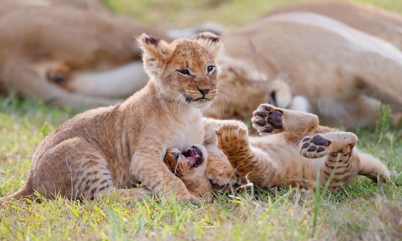 Look out for lion cubs playing in Masai Mara, Kenya.