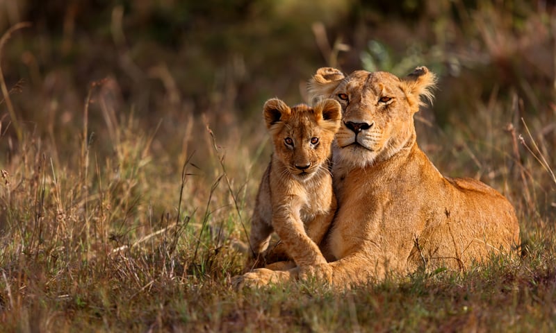 Search for lions on the plains of the Masai Mara.