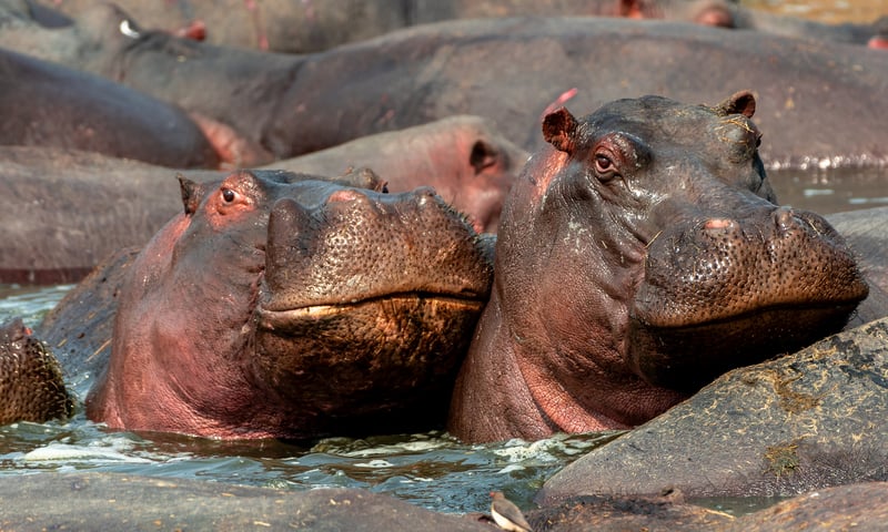 The sight and sounds of hippos wallowing happily is unforgettable.