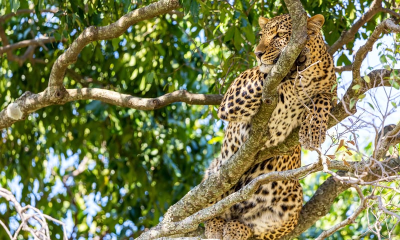 Journey through the striking landscapes of the Serengeti National Park on the search for wildlife.