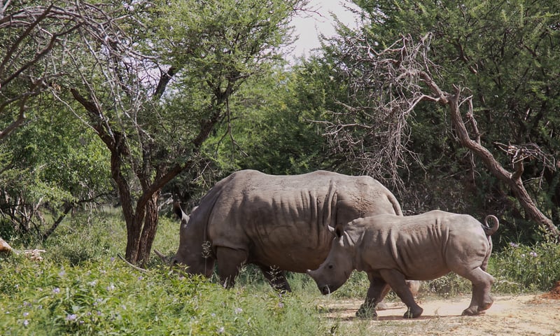 The Serengeti National Park is home to the Big 5 - rhino, lion, elephant, leopard and Cape buffalo.