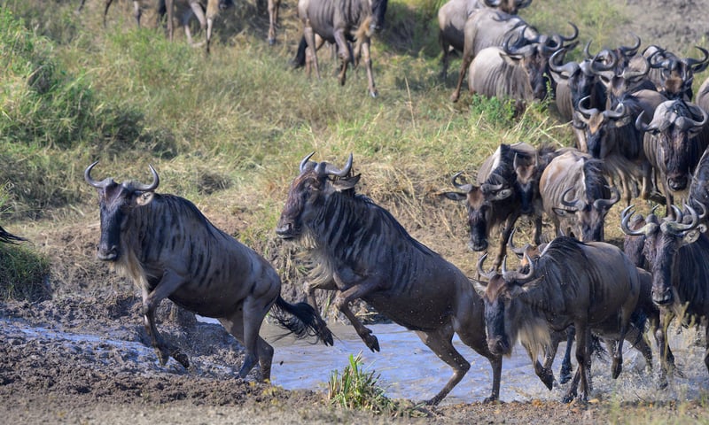 Search for wildebeest in Amboseli National Park.