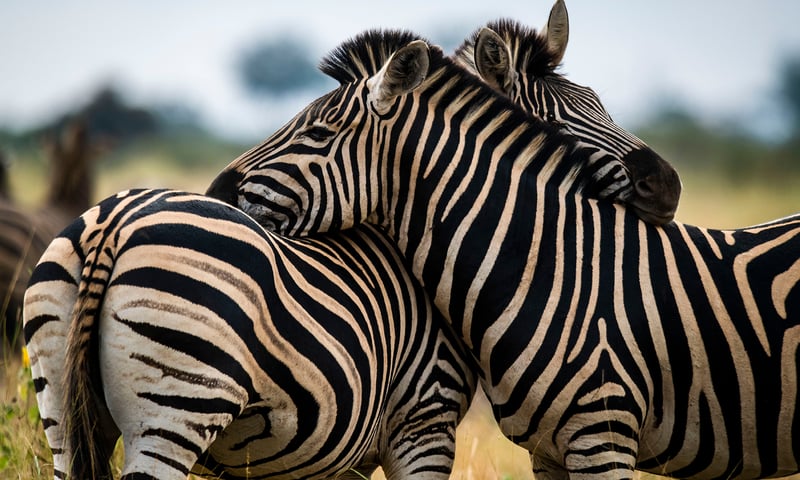Herds of zebra, giraffe and antelope make the savannah grasslands of Kenya their home.