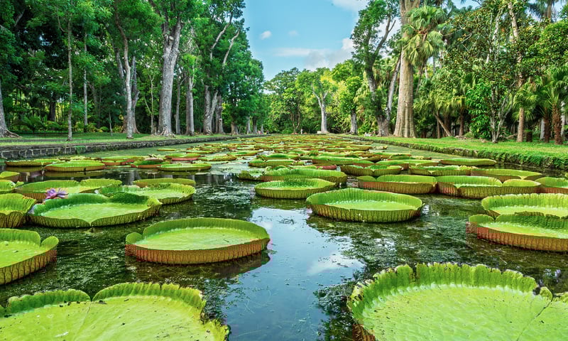 See Mauritius' giant lily pads at Pamplemousses Botanical Gardens during your leisure time.