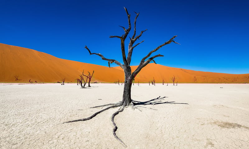 Explore the ethereal beauty of Deadvlei's white clay pan, Namib-Nauklift National Park
