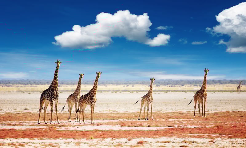 A tower of giraffe walk to water across the Etosha salt pan, Etosha National Park.