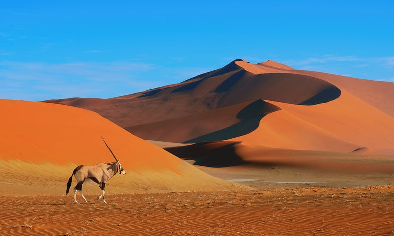 An oryx ambles along beside some of the world's highest dunes.