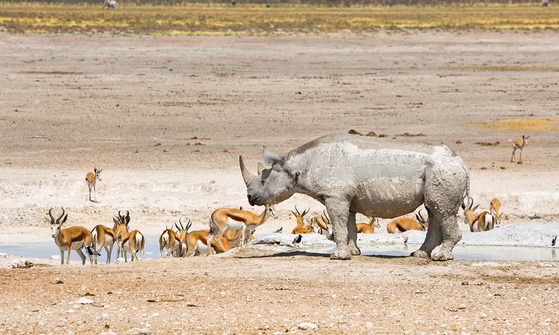 Search for rhino, oryx, springbok and more as they gather to drink each day, Etosha National Park.