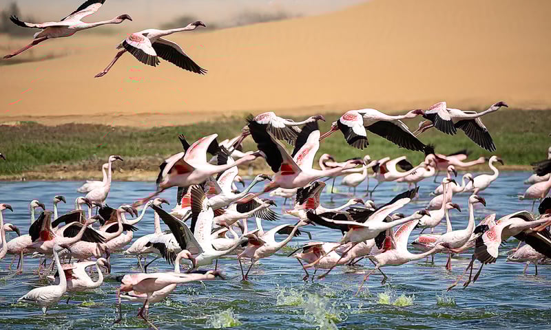 Walvis Bay is home to a beautiful lagoon, washed pale pink flamboyant flamingos.