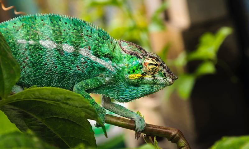 Reunion Island is home to colour-changing chameleons.