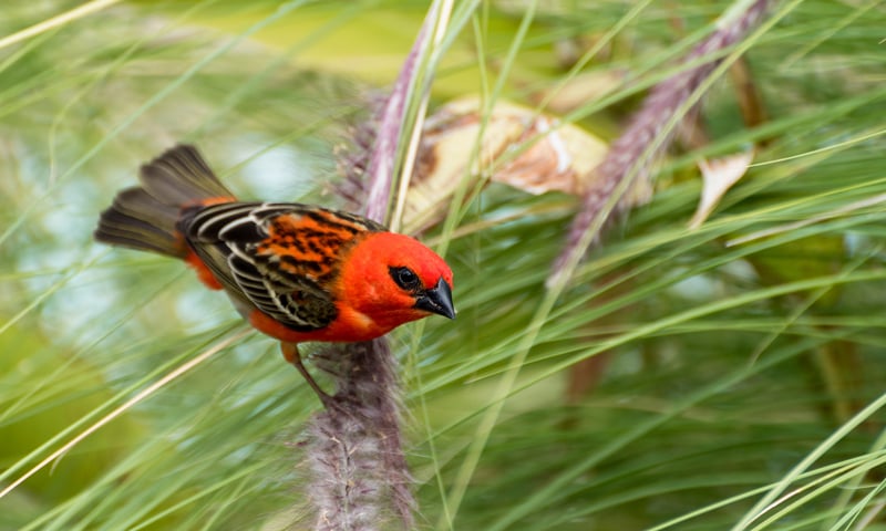 Watch for the Red Fody while travelling through Reunion Island's untamed wilderness.