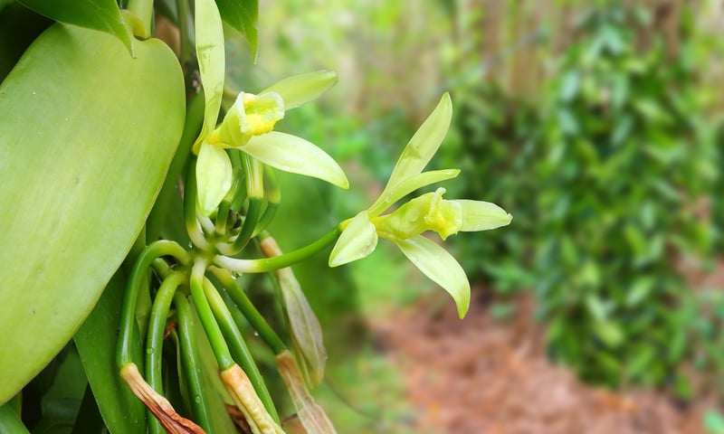 Visit a plantation to discover the importance of the vanilla orchid, Reunion Island.