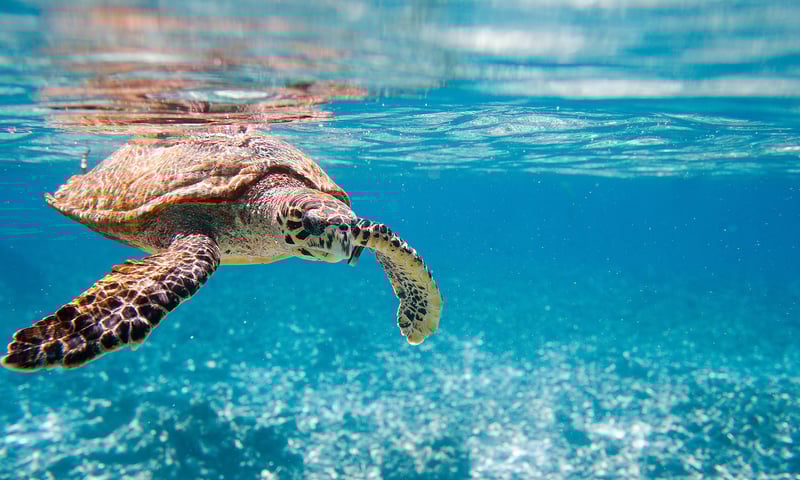 Look out for marine life, birds and wildlife while in port or on the open seas.