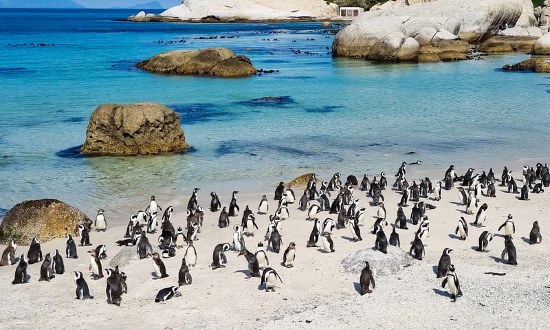 Why not venture out to see the penguins of Boulder Beach, near Cape Town.