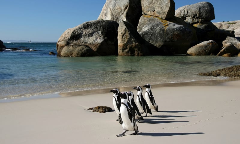 Look for penguins on a tour of Boulders Beach near Cape Town, South Africa.