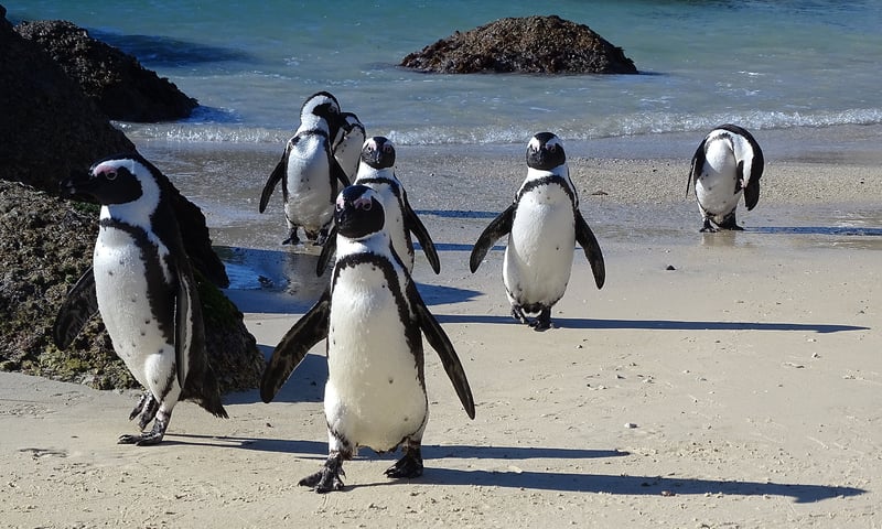 Look for penguins at Boulders Beach on an optional tour of Cape Peninsula (charges apply).