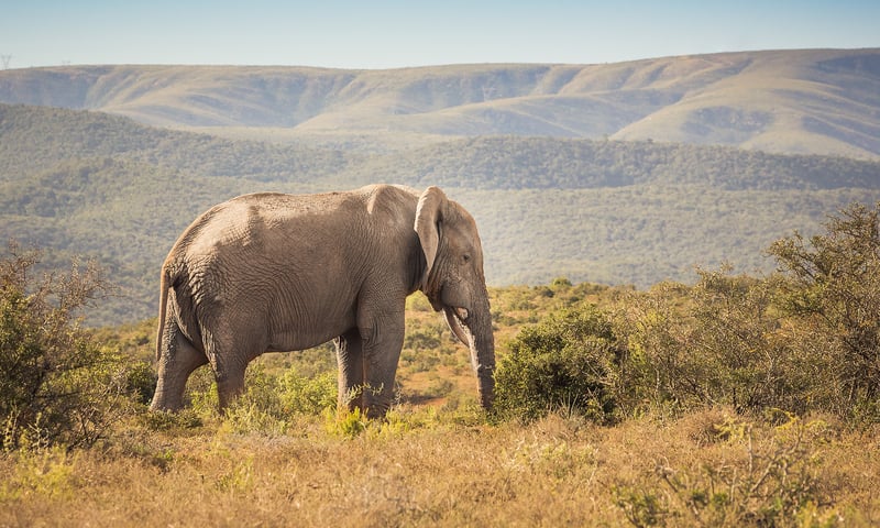 The open veld of South Africa makes it easy to spot wildlife.