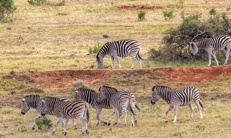 Wildlife lovers will love the opportunity to visit game parks while in East London, South Africa.