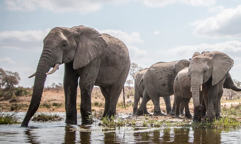 Join morning game drives in search of Big 5 wildlife in their natural habitat.