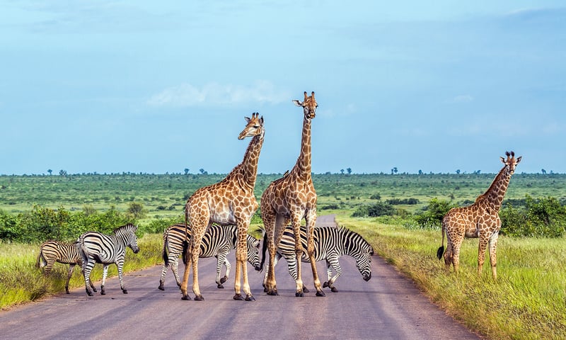 Buffalo Rock Safari Camp is unfenced and regularly welcomes roaming wildlife.