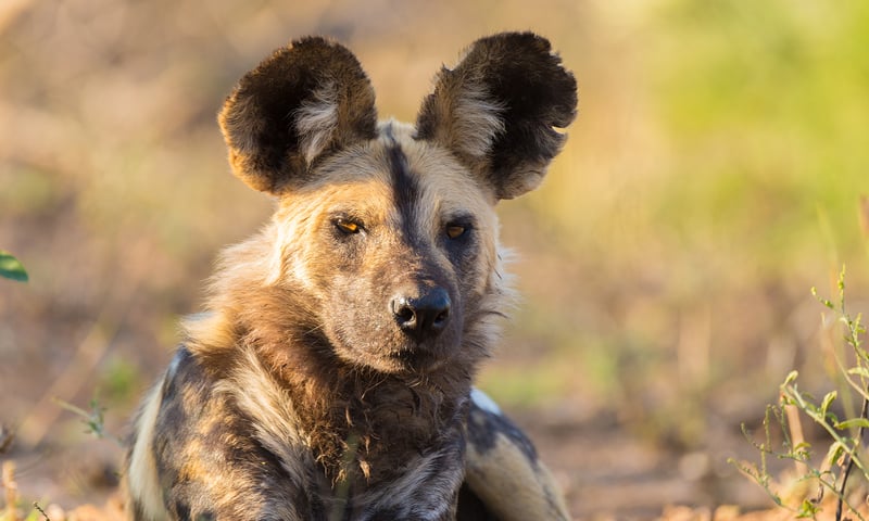 Search for endangered wild dogs in Kruger National Park.