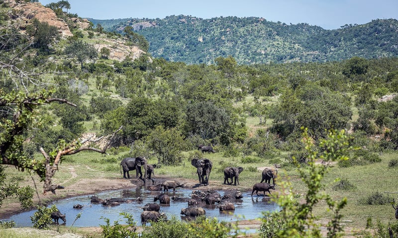 Wildlife often gather around waterholes in in Kruger National Park.