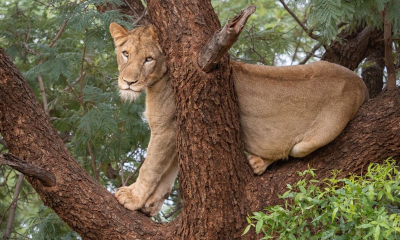 Join Big Five game safaris in search of lions, elephants, buffalo, rhinos and more.