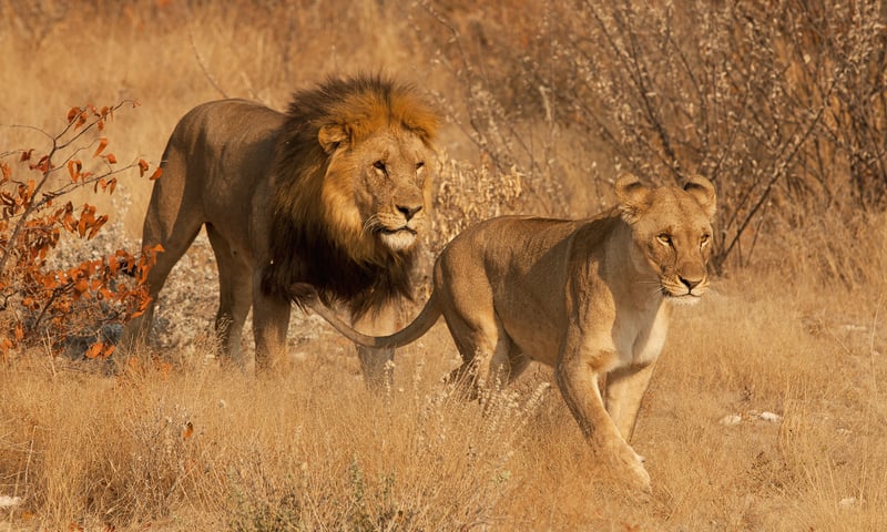 Search for wildlife in Kruger National Park, including lions, leopards, rhinos, elephants and more.