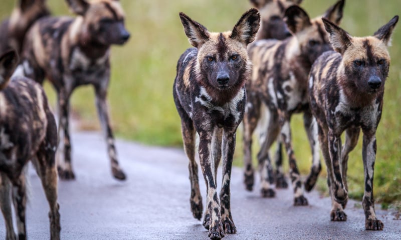 Search for African wIld dogs while on safari in Kruger National Park.